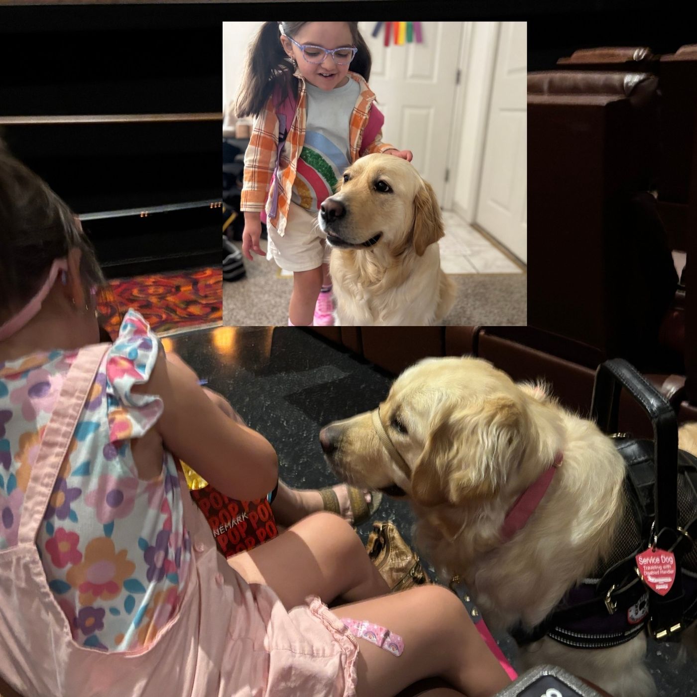Service Animals Allow Individuals with Disabilities Freedom and Independence - Part 3 episode artwork