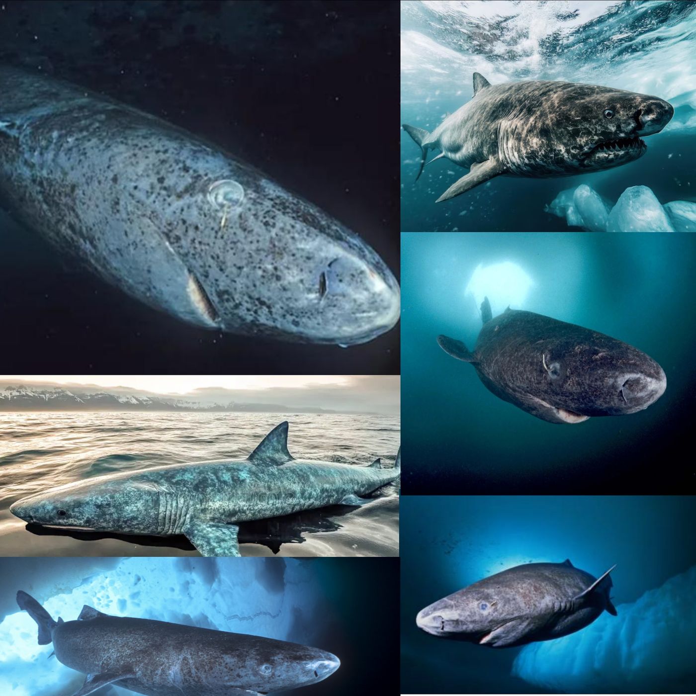 S05E16 Greenland Sharks with Greg Skomal