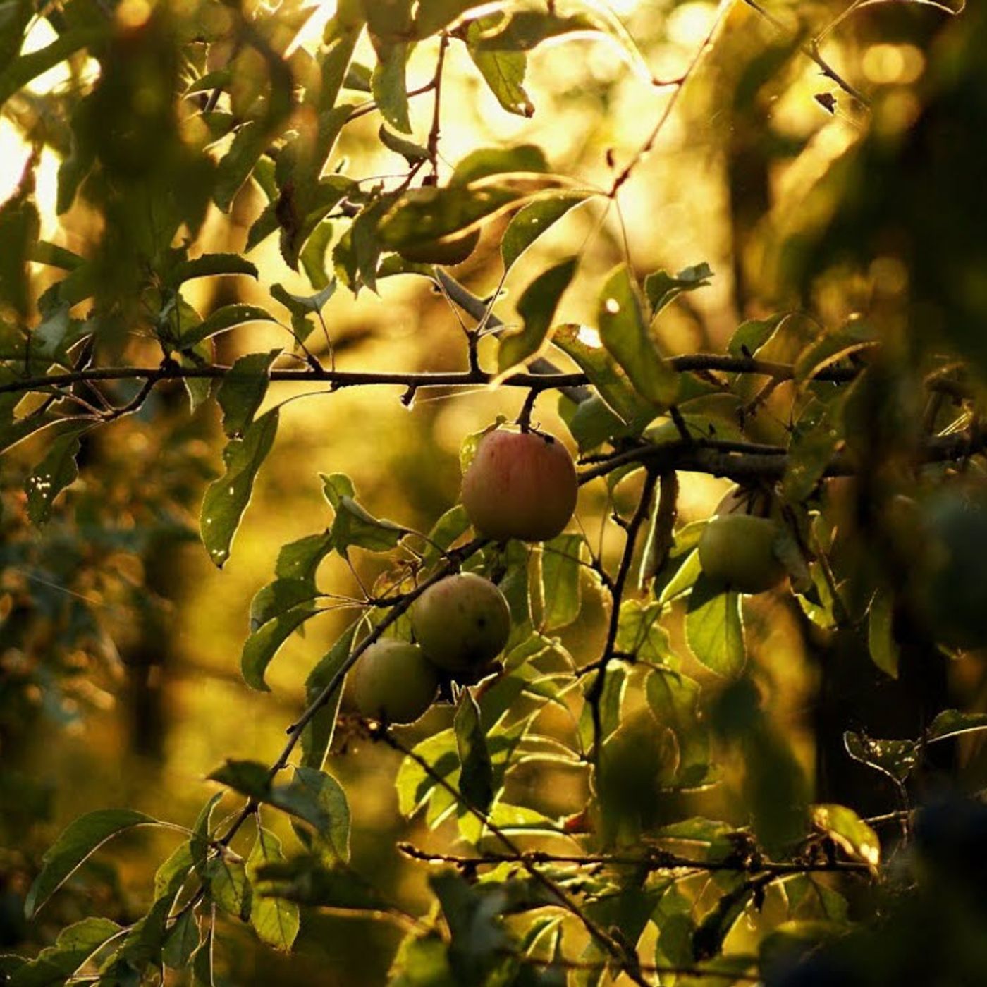 Apple Picking Bigfoot | Where Bigfoot Roams
