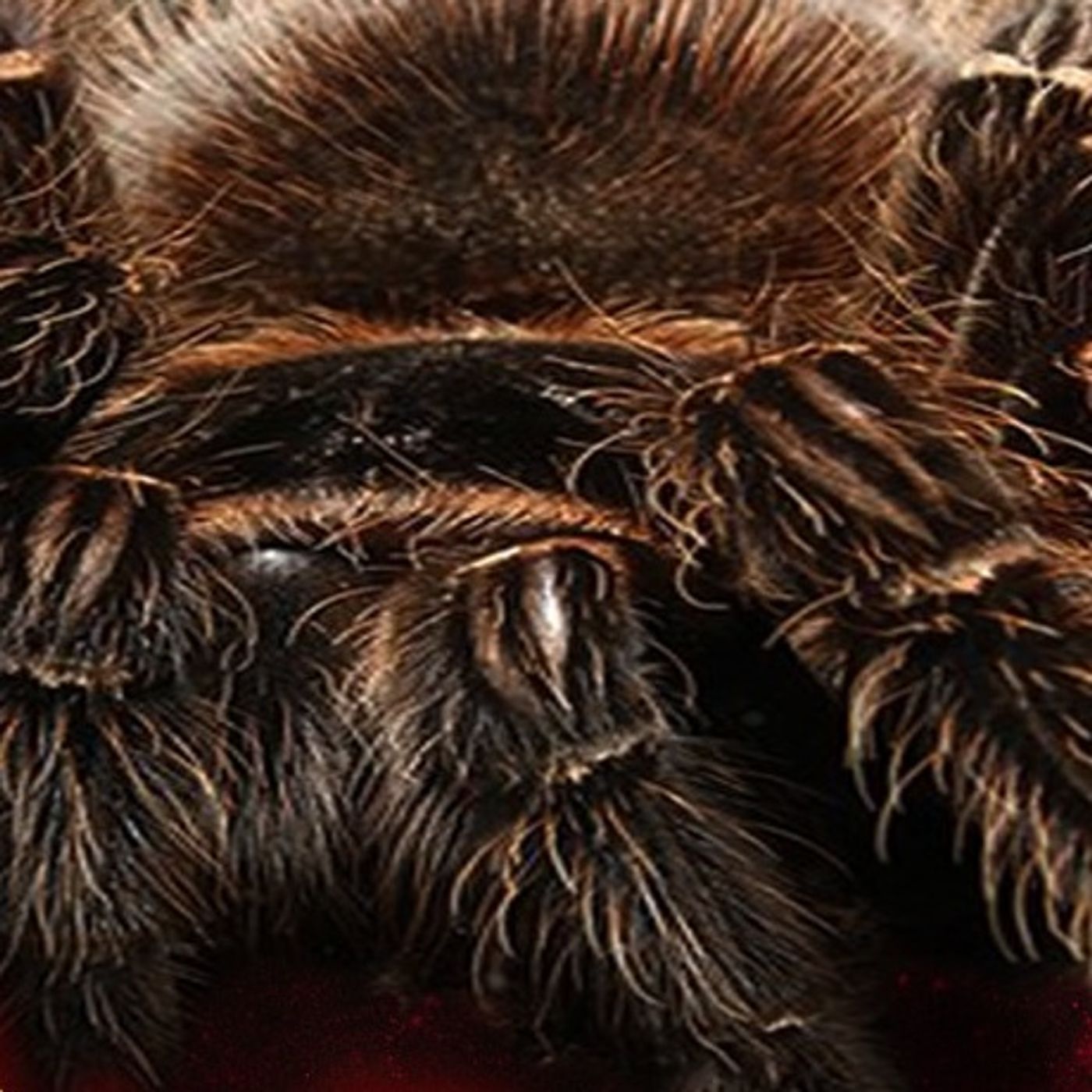 Las Arañas Historias De Terror - REDE