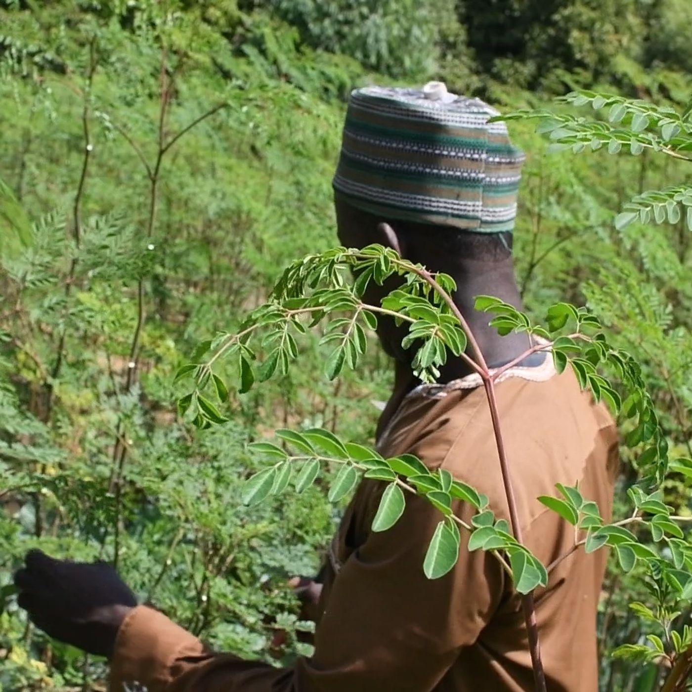 Zoom sur Tessaoua oû Ibrahim Issa, un producteur agricole, expérimente diverses cultures episode artwork