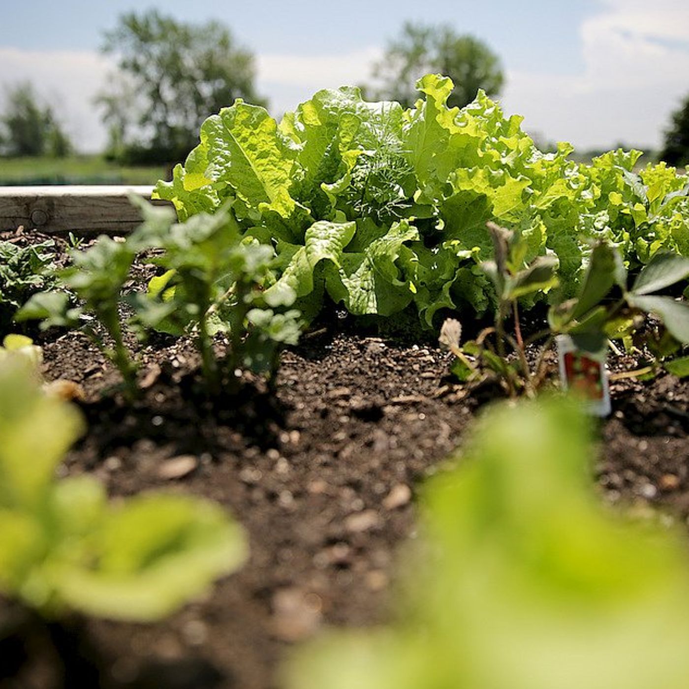 Down the Garden Path: How to prepare a vegetable garden bed episode artwork