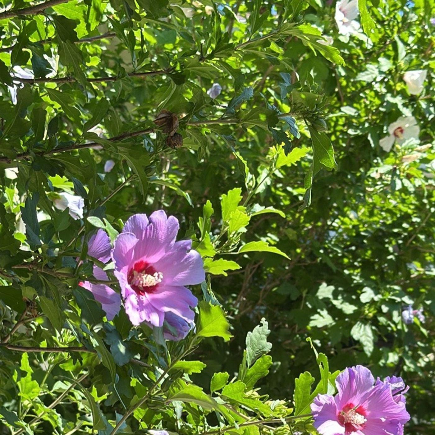 Sunday not on the Go (with Oliver the Cockapoo)