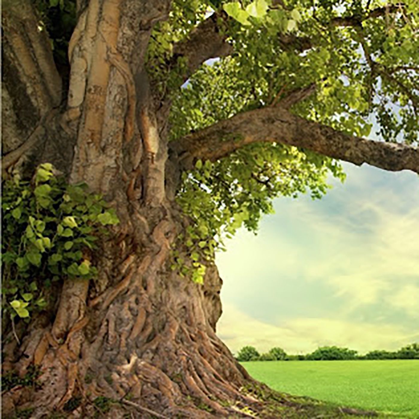 L'Albero della Vita episode artwork