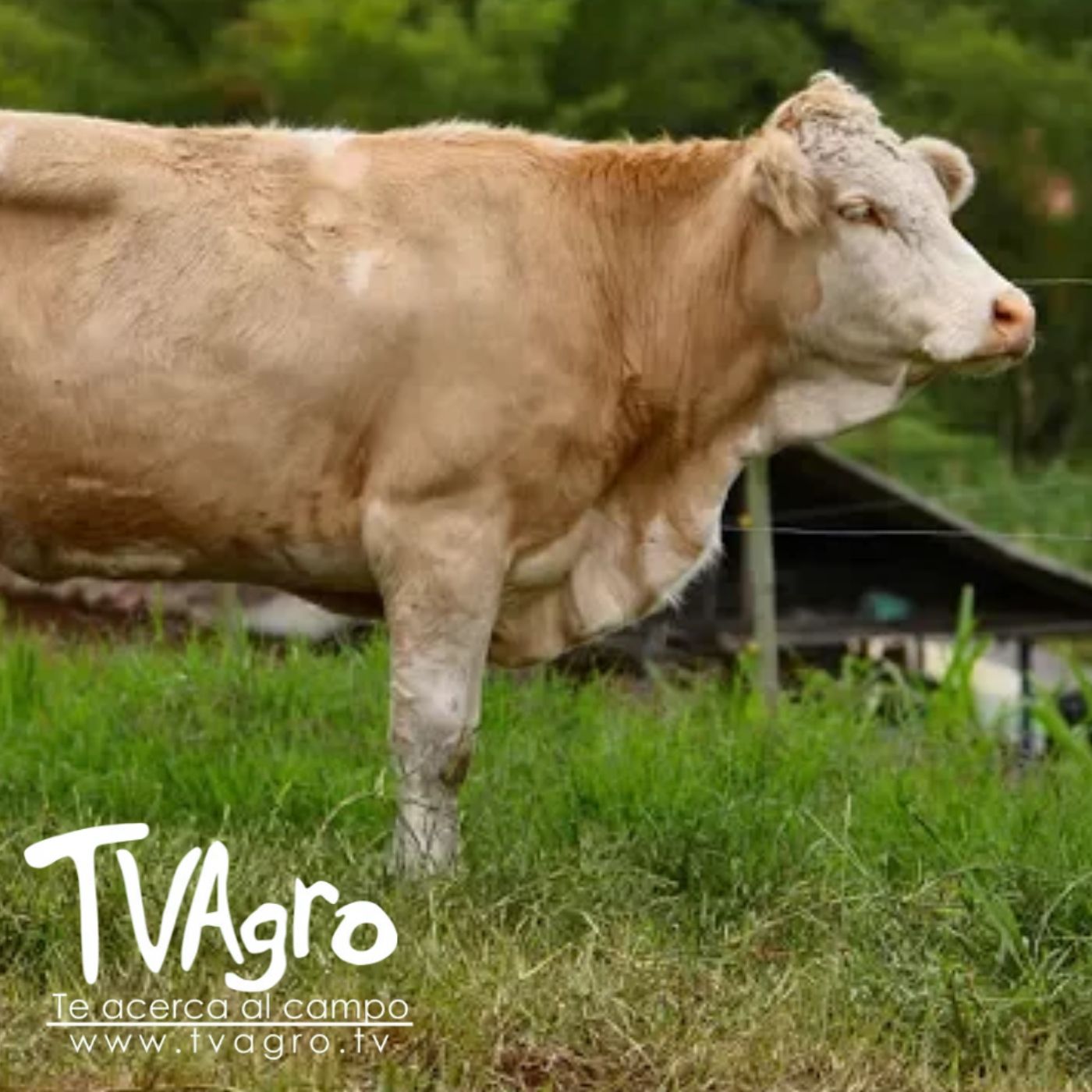 TV AGRO