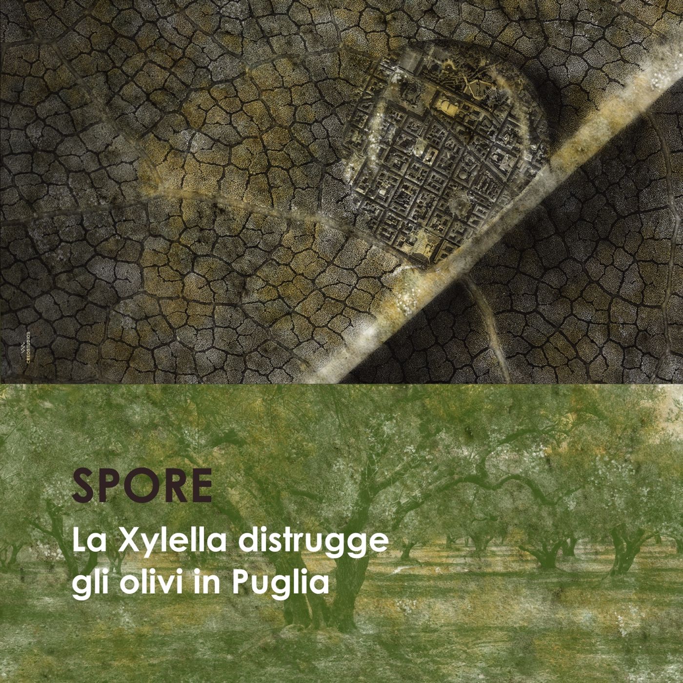 La Xylella distrugge gli olivi in Puglia episode artwork