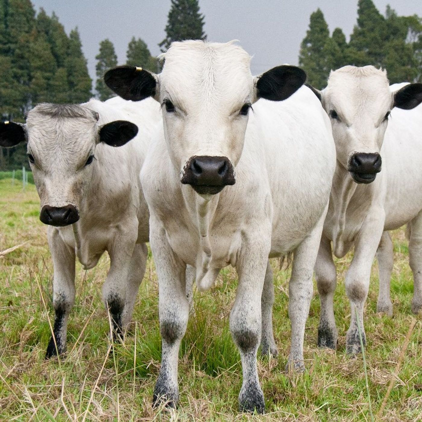 Oferta tecnológica AGROSAVIA