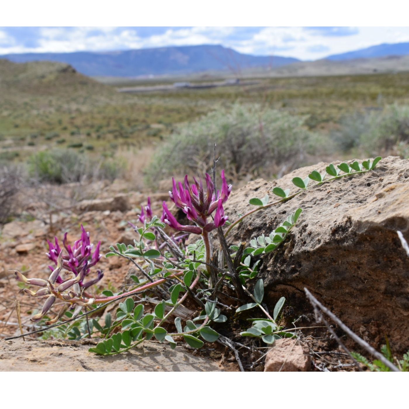 Pandemic Southwest Botany