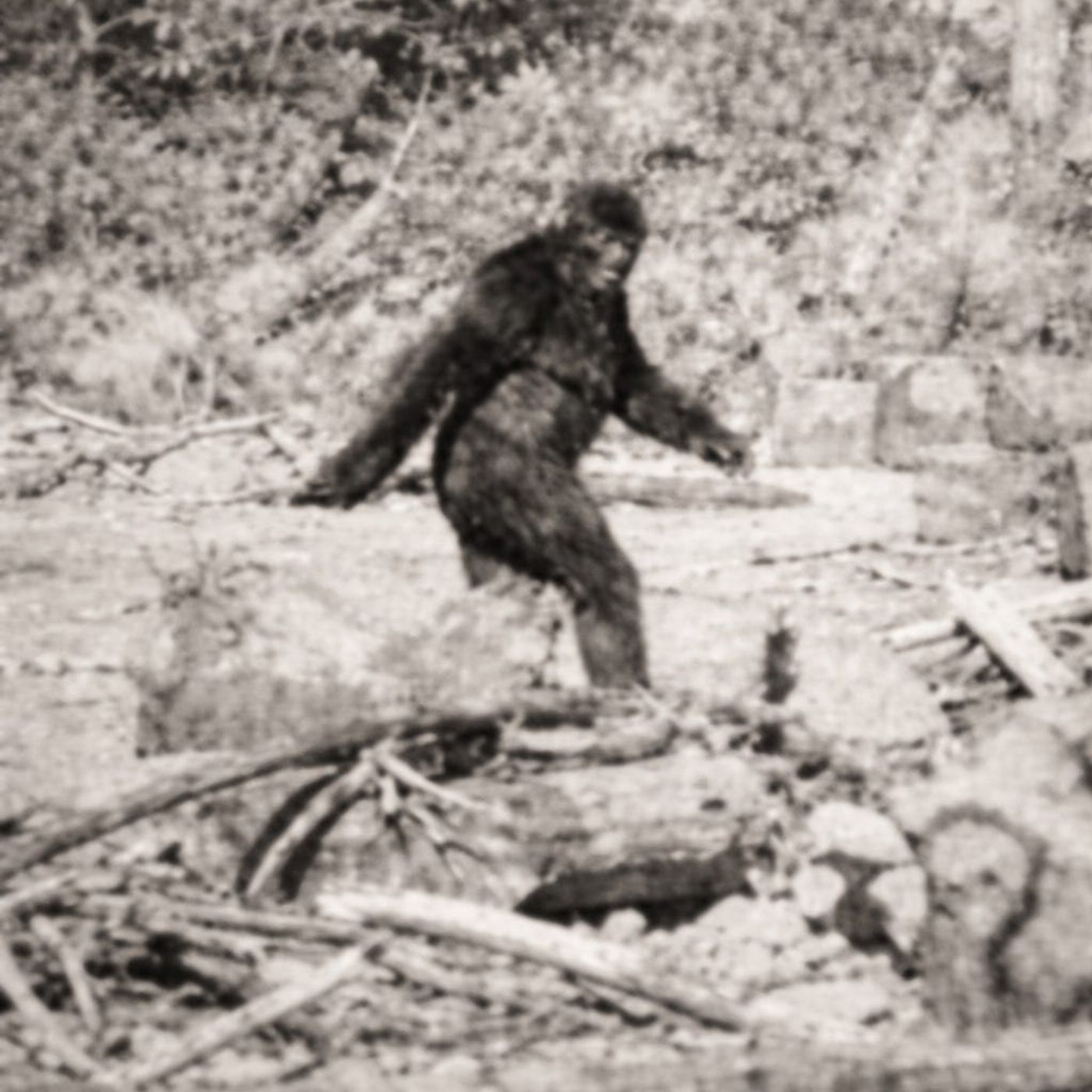 The Sasquatch File