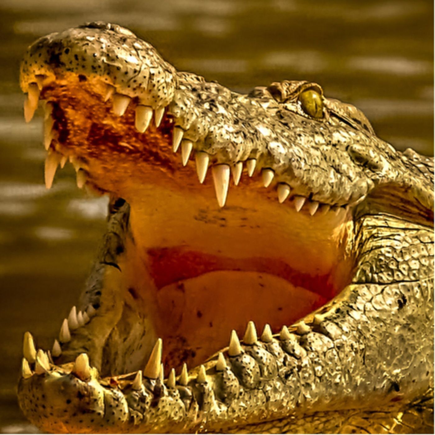 El caimán del Turia