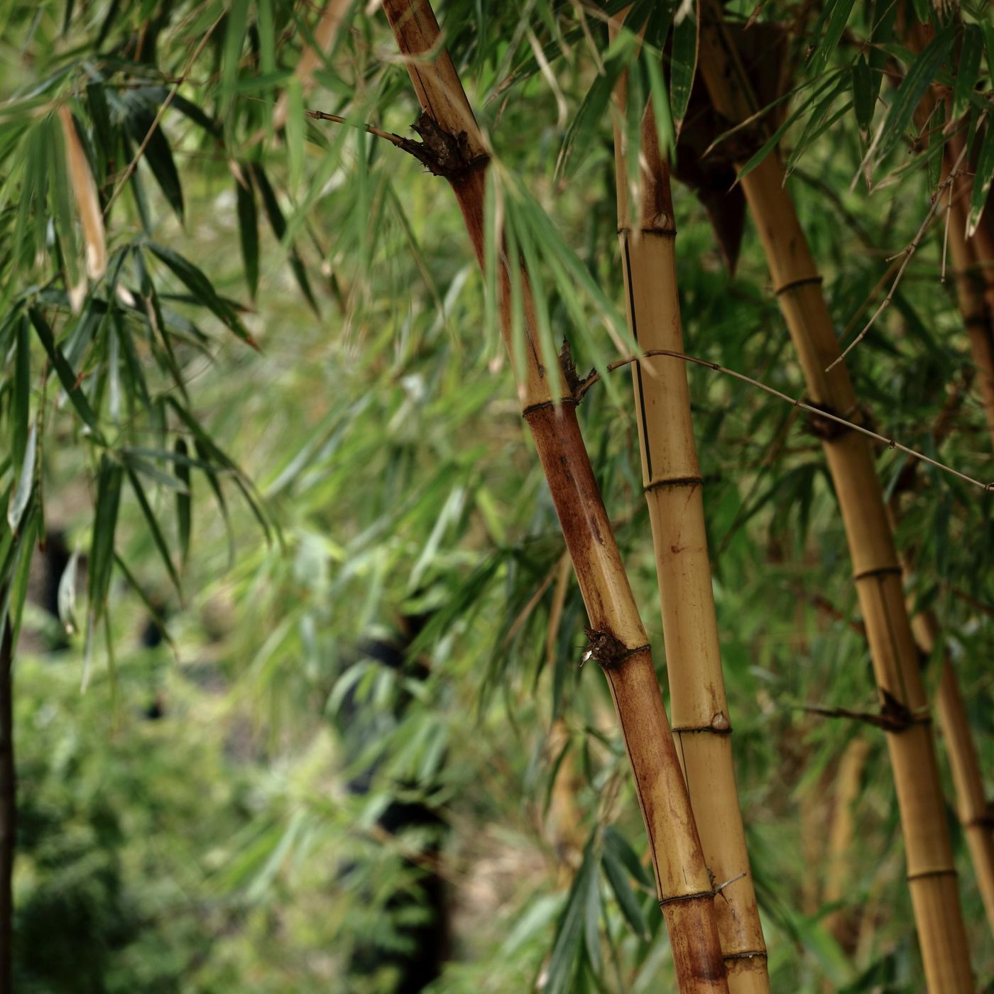 Sleep Sounds by Tmsoft