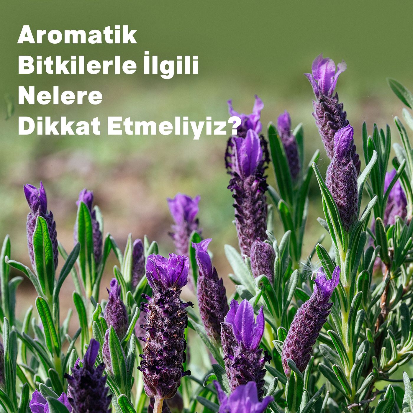 Aromatik Bitkilerle İlgili Nelere Dikkat Etmeliyiz? episode artwork
