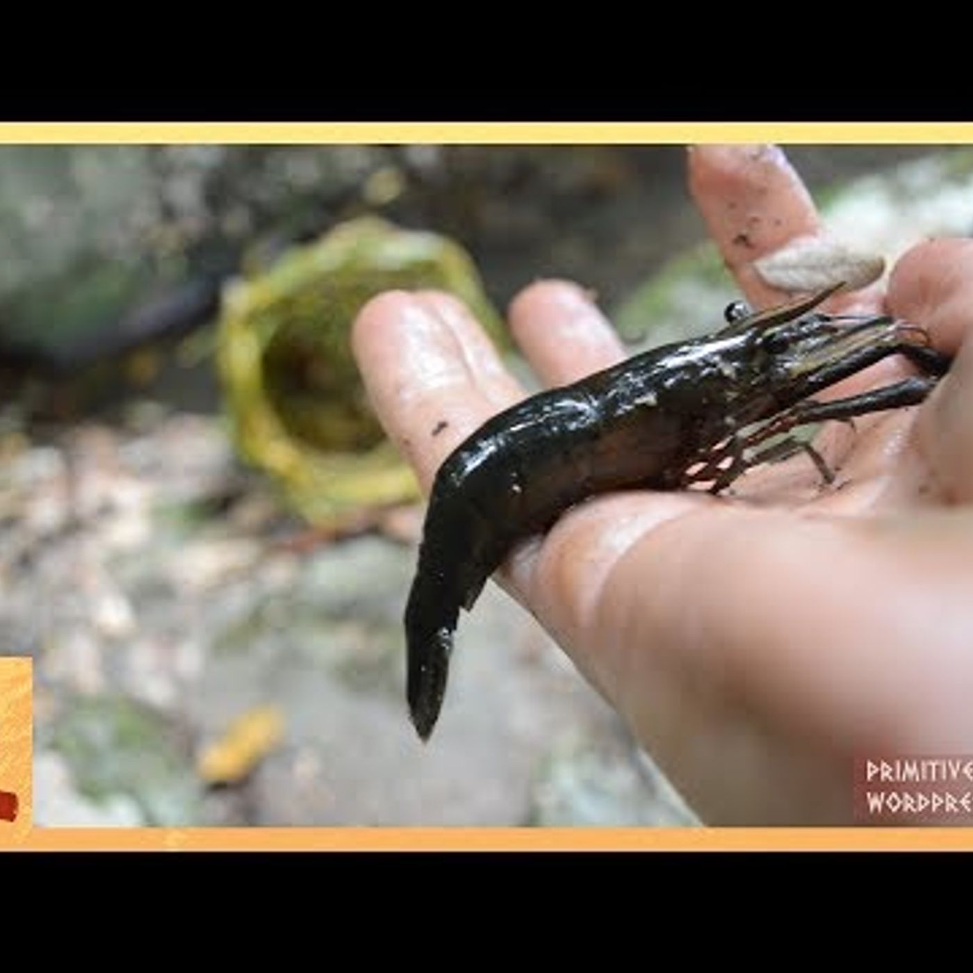 Primitive Technology: Freshwater Prawn Trap episode artwork