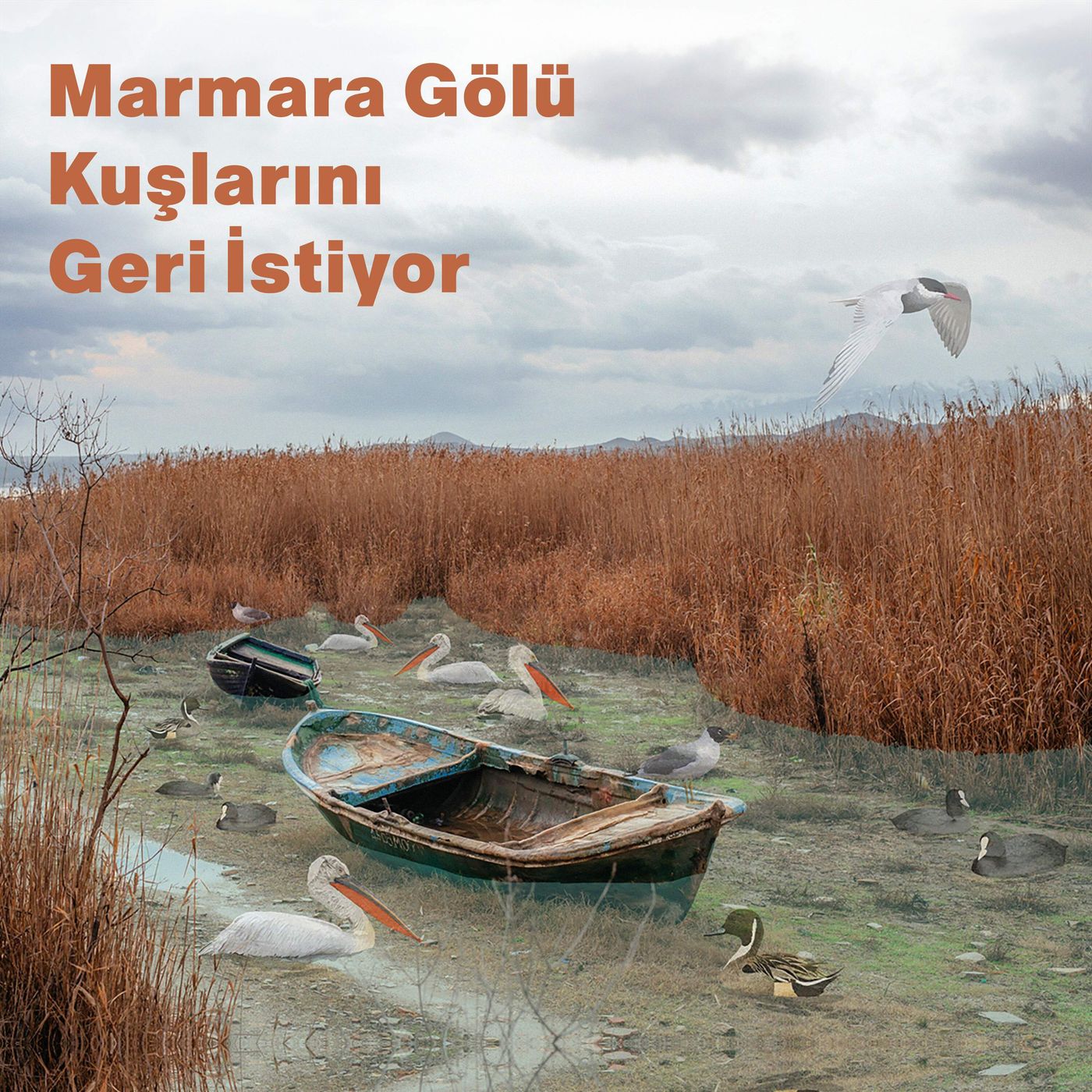 Marmara Gölü Kuşlarını Geri İstiyor episode artwork