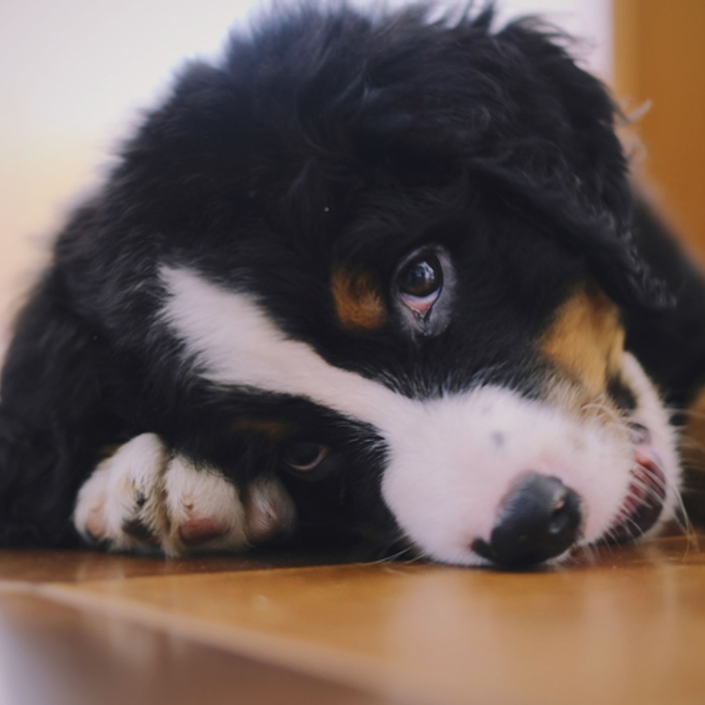 (Smile File) Puppy Leads Rescuers to Woman in Need of Help episode artwork