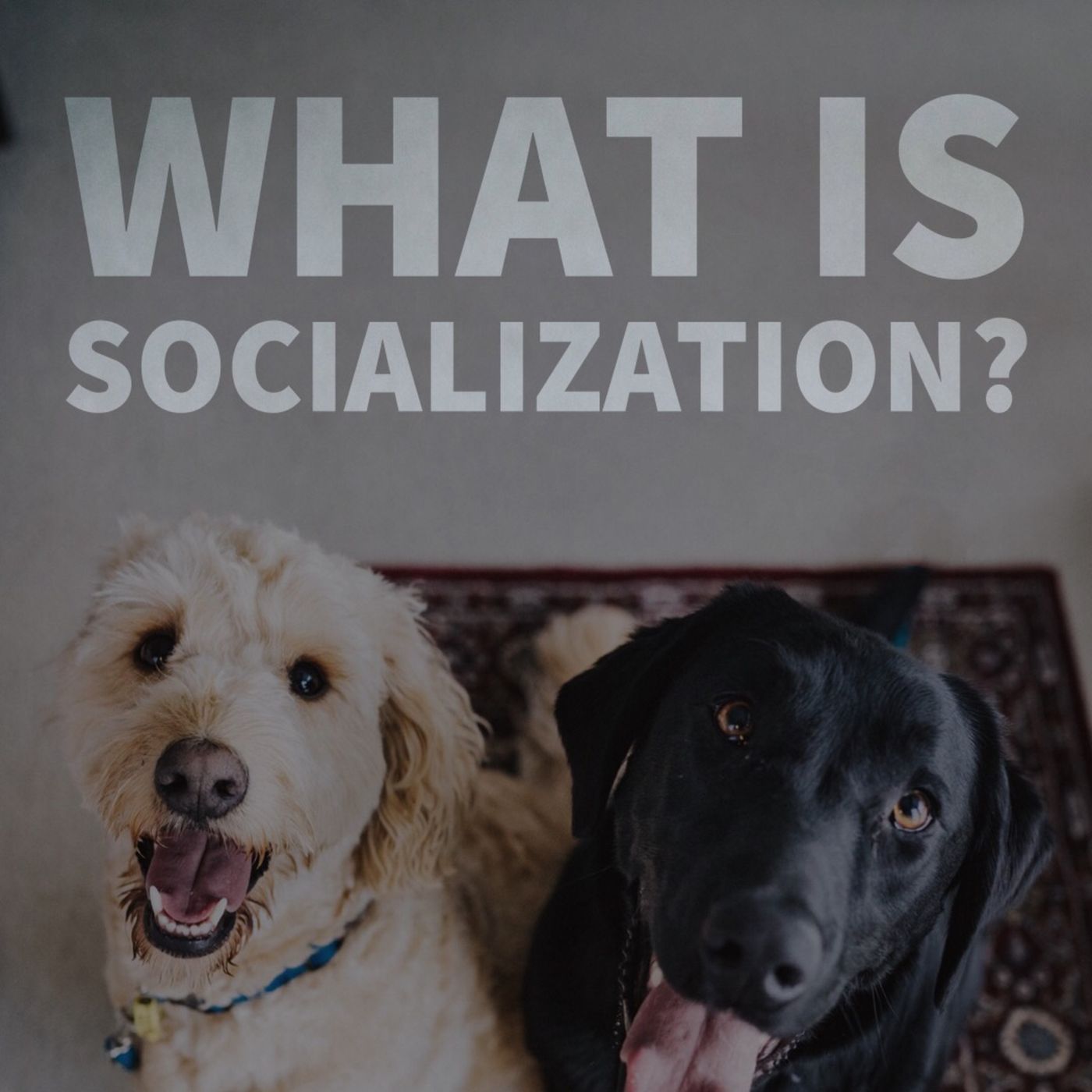 What is Socialization?