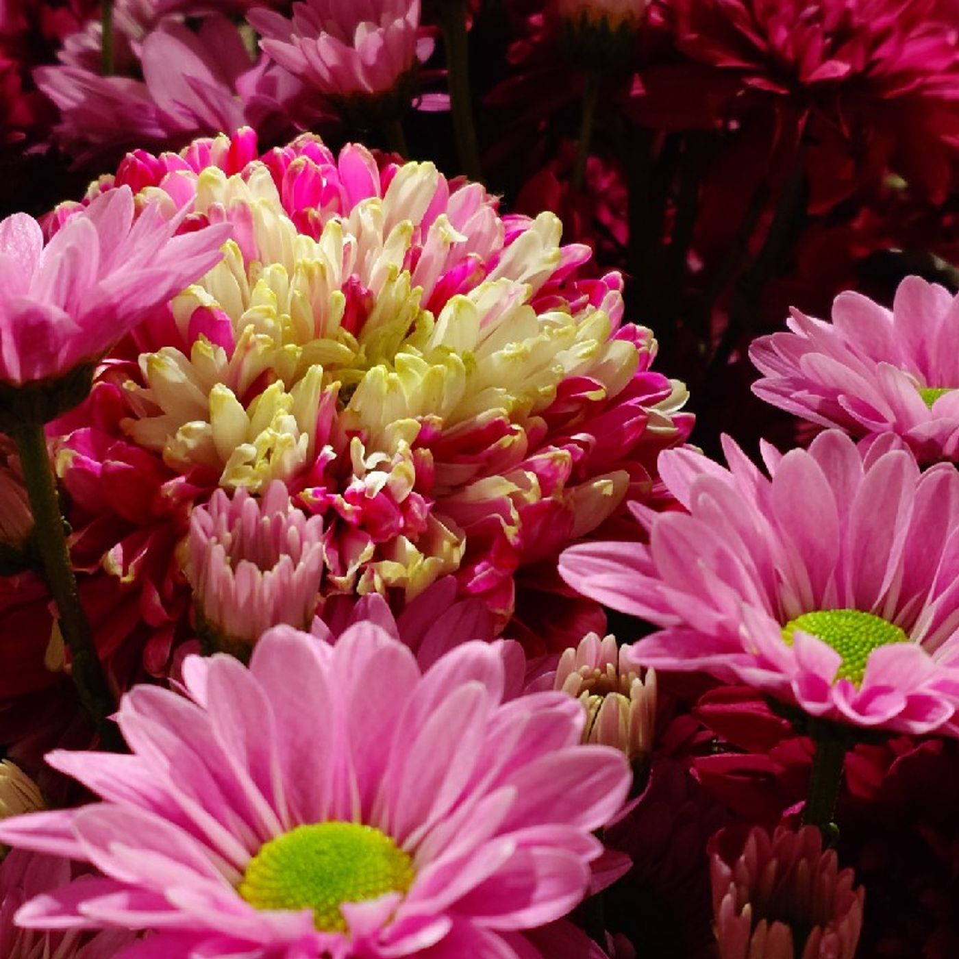 Ep291 - Diane's Tarot Diary: 我的塔羅日記 閒聊•生命裡最奢侈的事-1