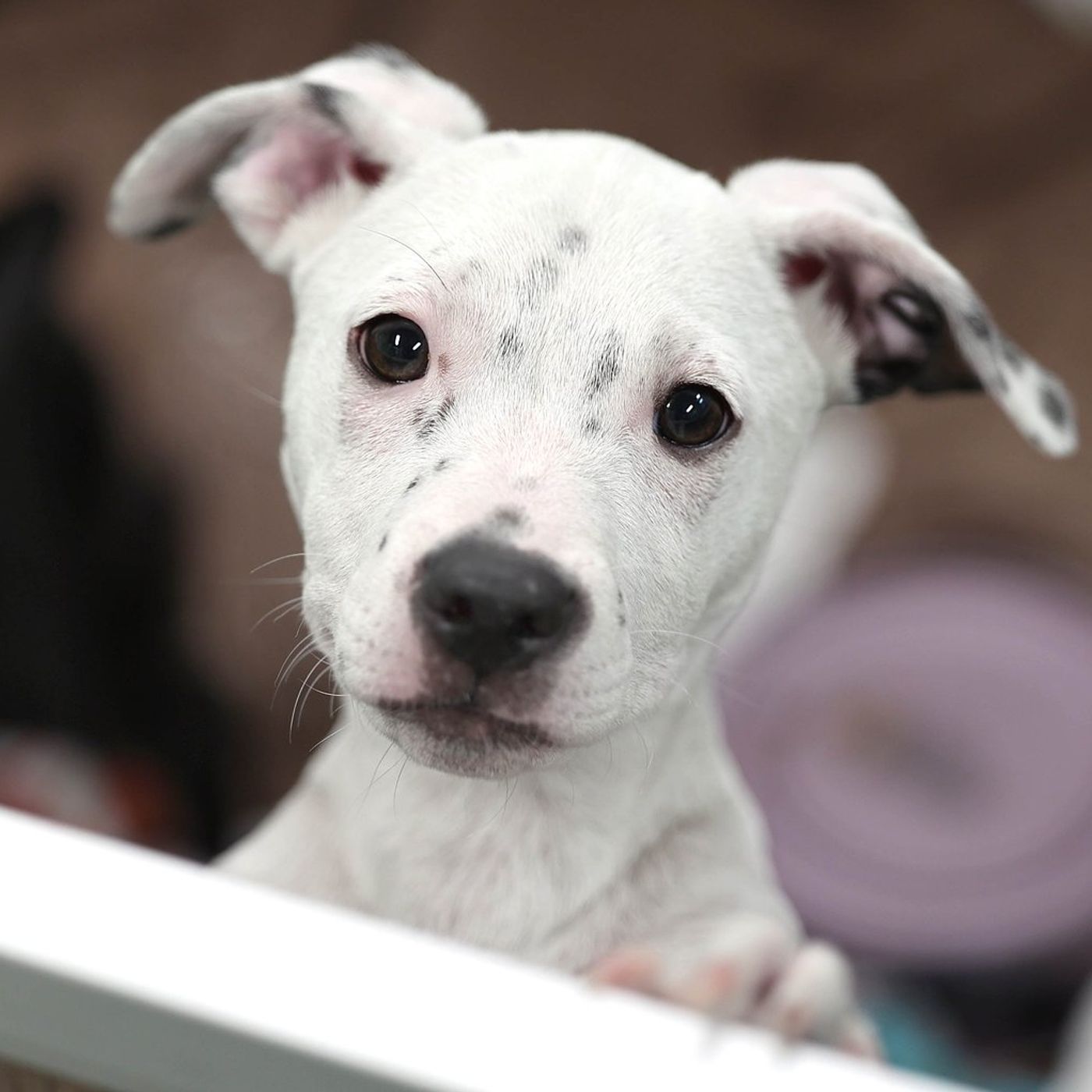 Tails puppy adoption event is Saturday in Sycamore episode artwork