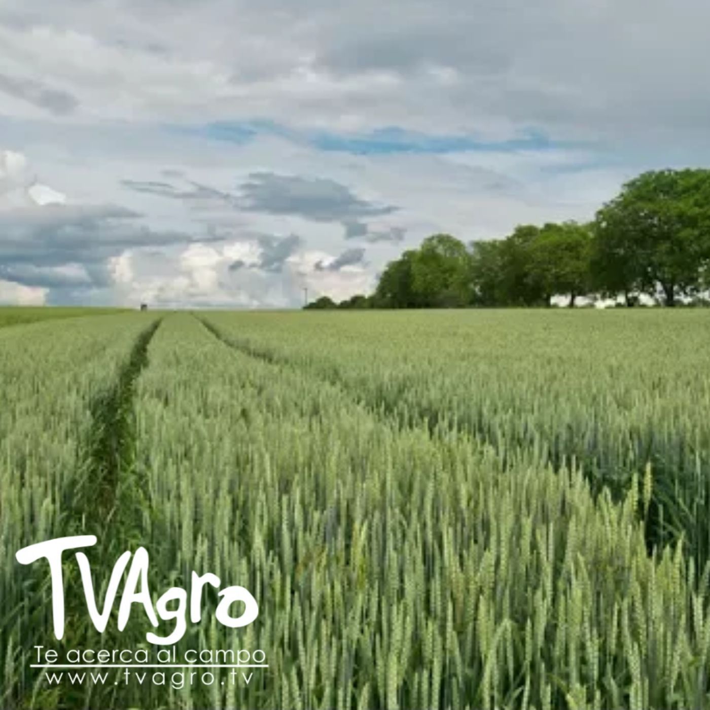 TV AGRO