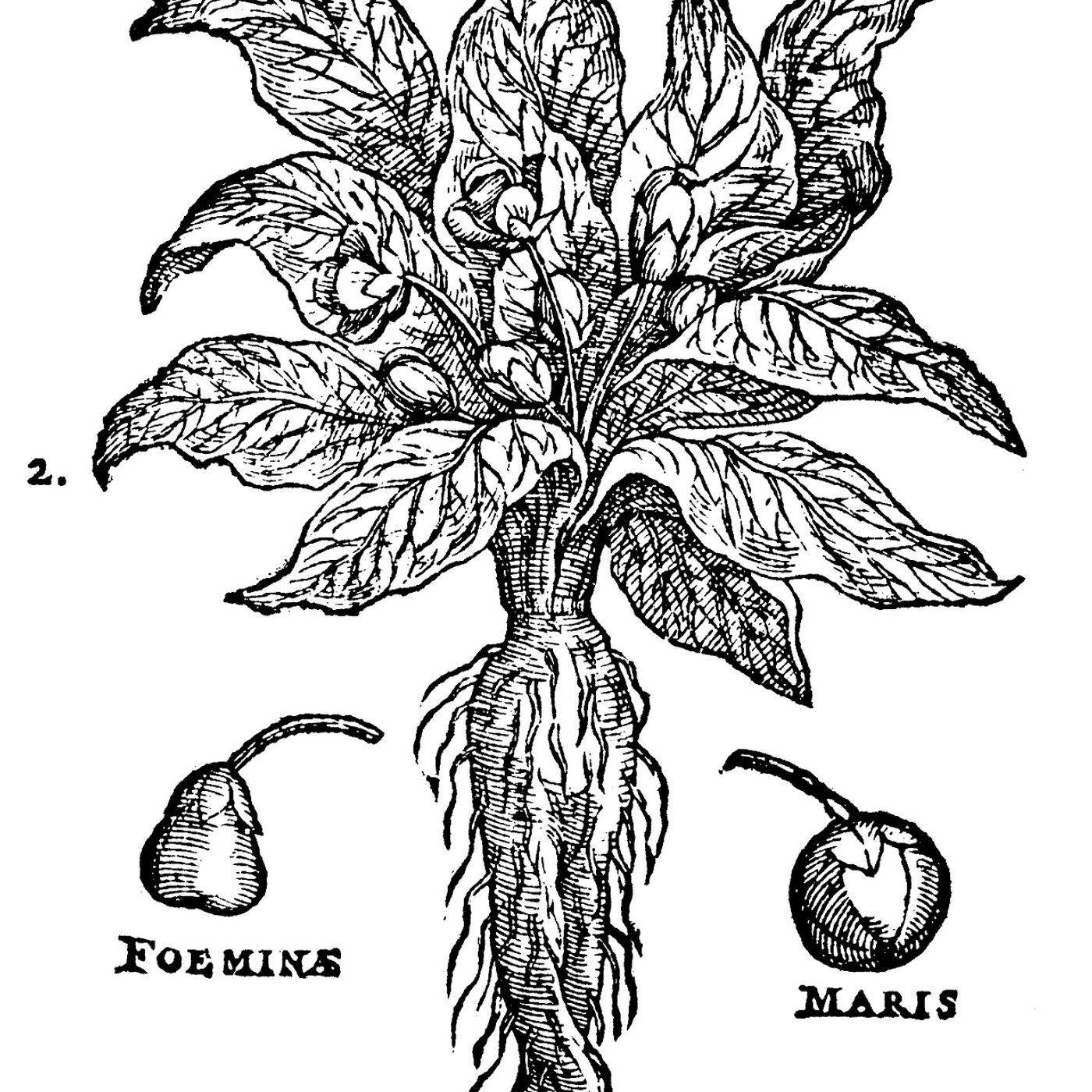Mandragora e le piante velenose che non li conosci episode artwork