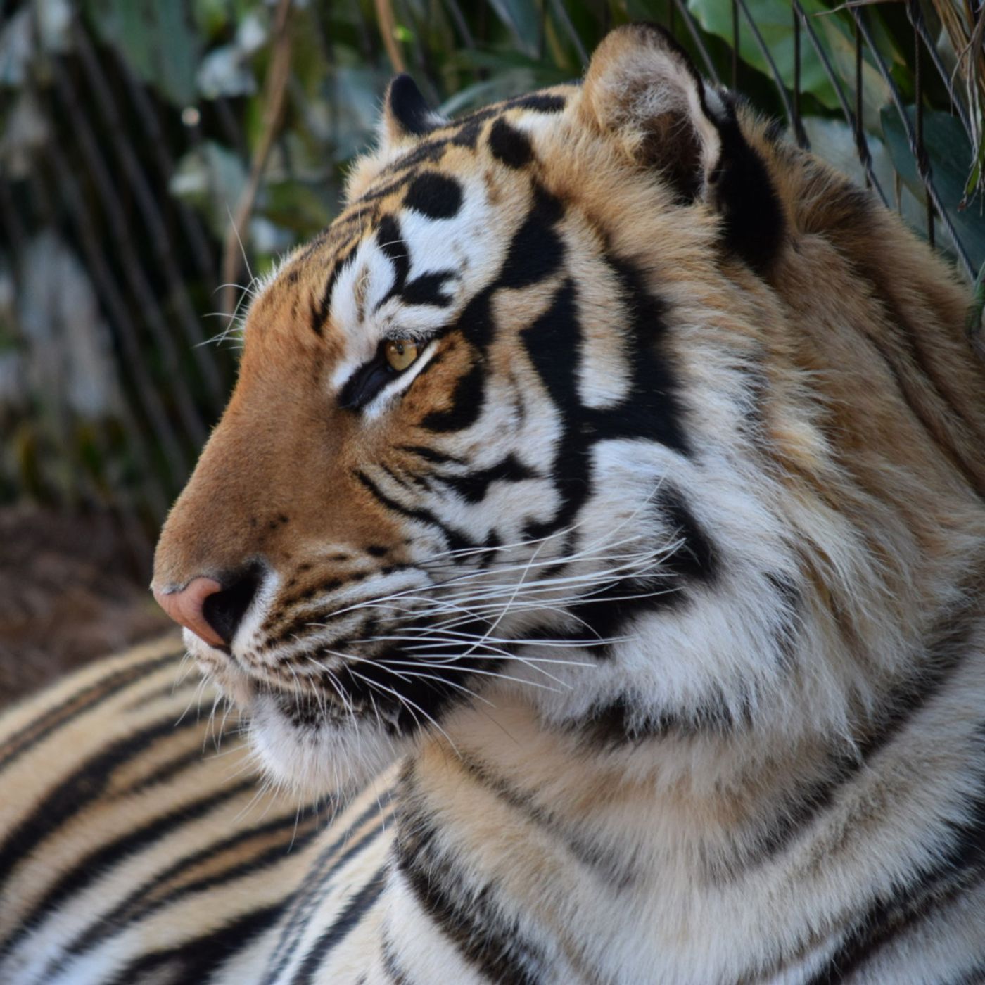 Callin Baton Rouge - More than a Mascot!  Behind The Scenes with LSU's Mike the Tiger