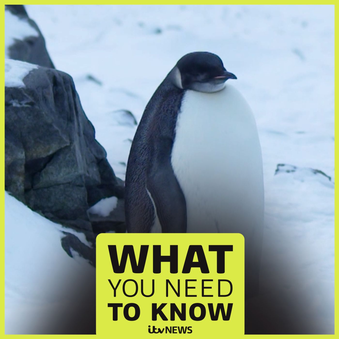Why scientists are tracking penguin poo in Antarctica