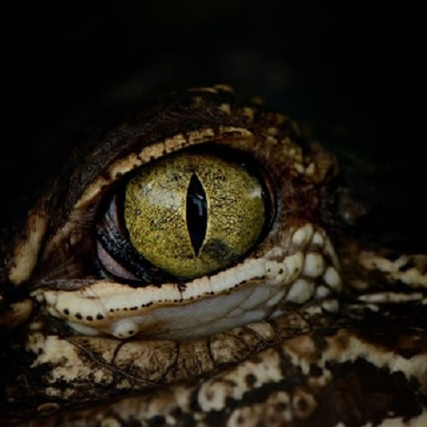 (Joke of the Day) Difference in a crocodile and a alligator episode artwork