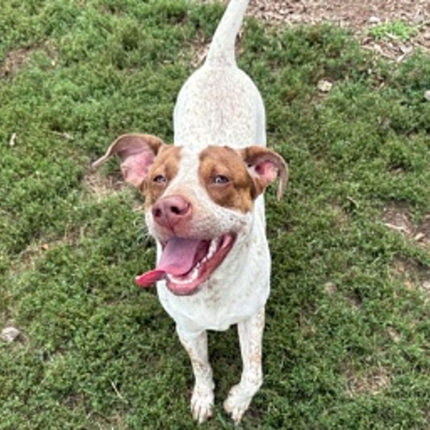 Don’t have a rabies tag for your pet?  Get ready to pay fines in Kendall County