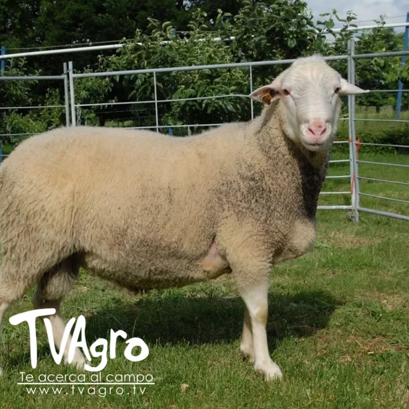 TV AGRO