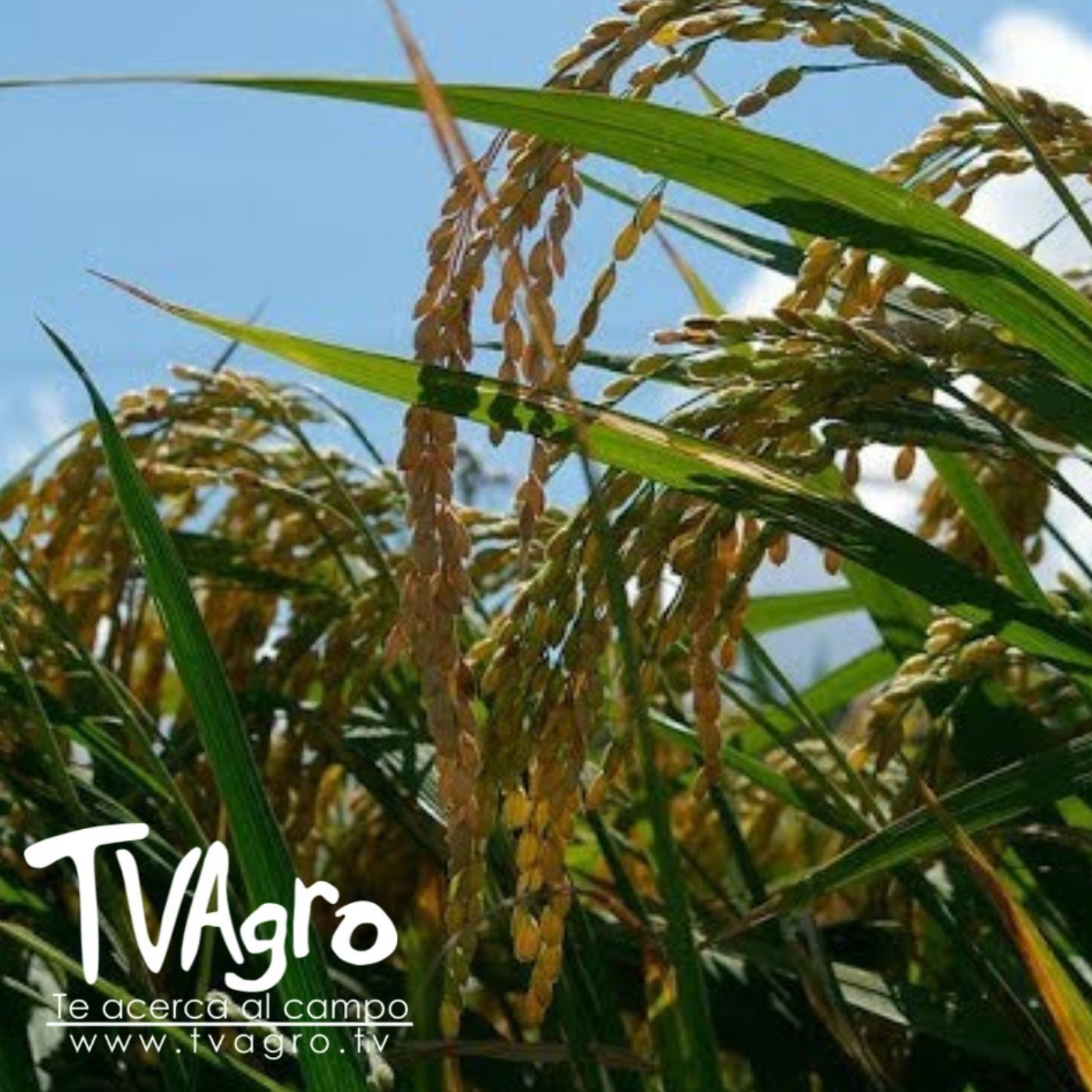 TV AGRO
