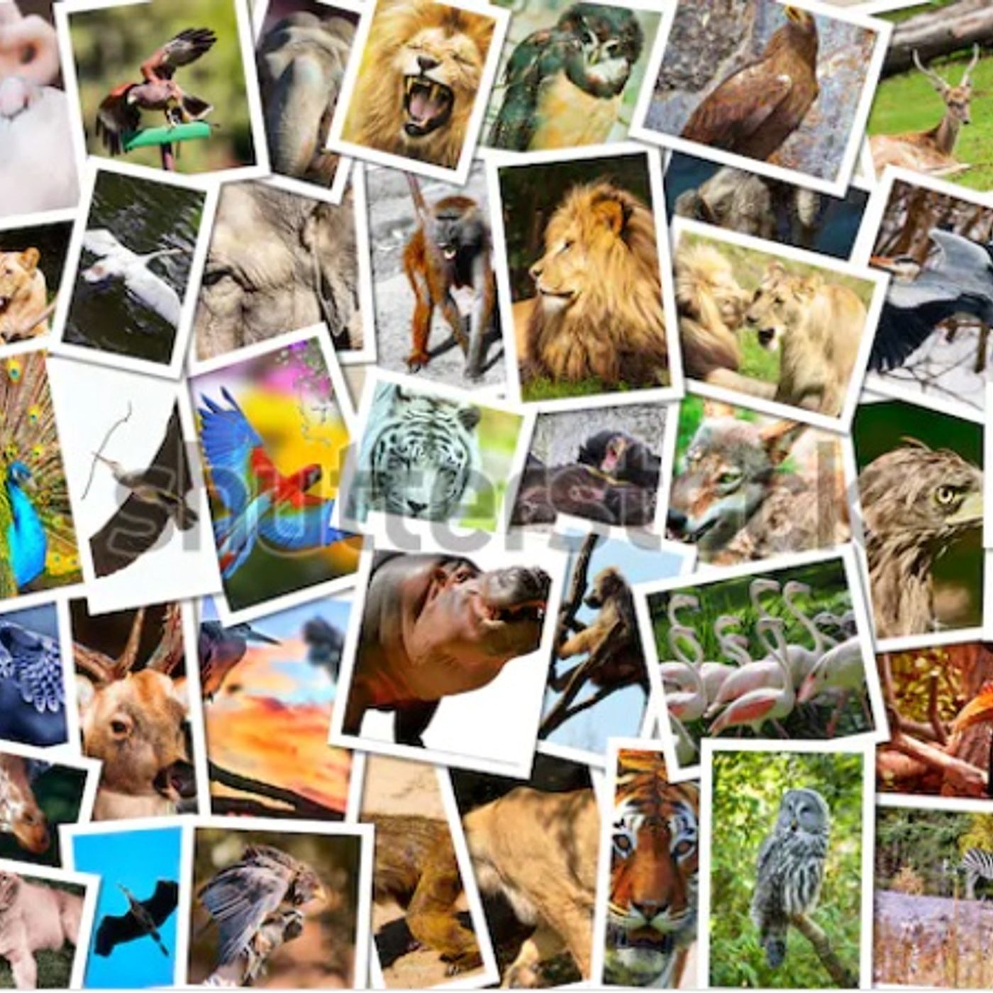 los animales y los humanos