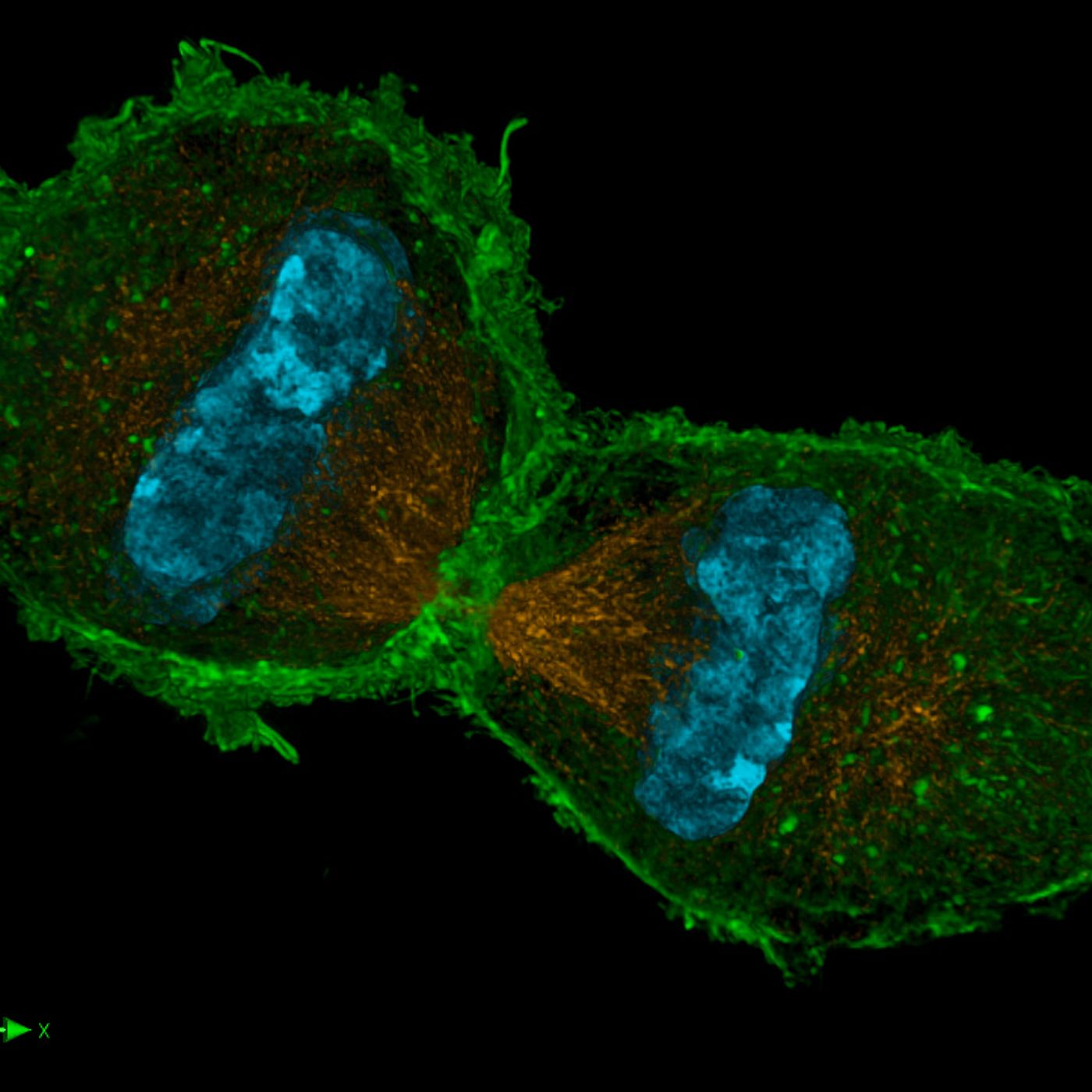 Metabolismo celular.