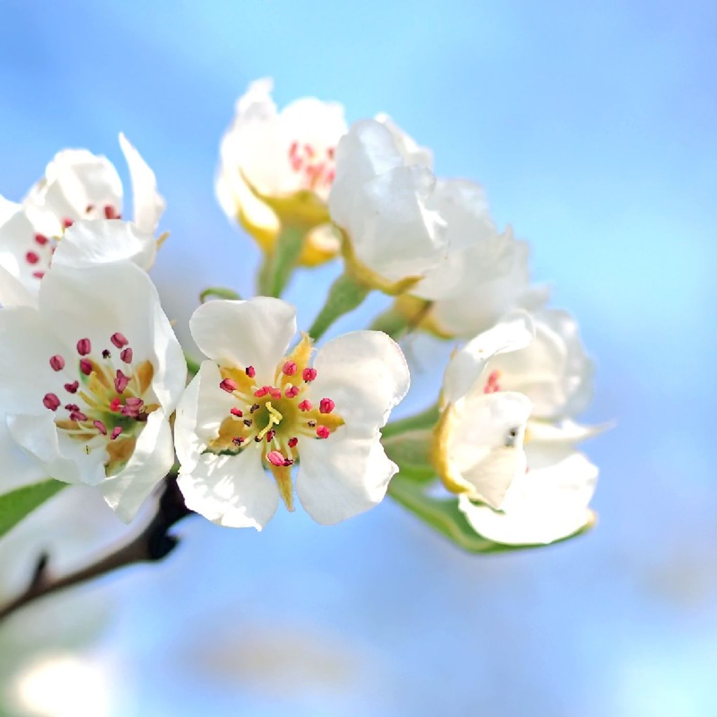 Health and Harmony, LLC