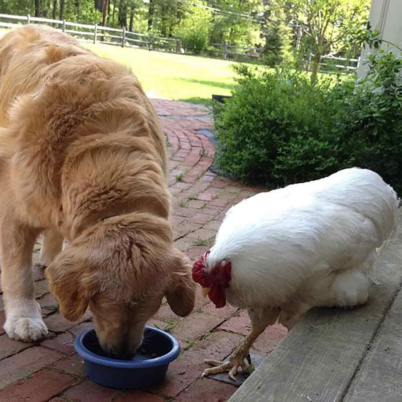 How A Rooster Made Me A Family Man How A Rooster Made Me A Family Man