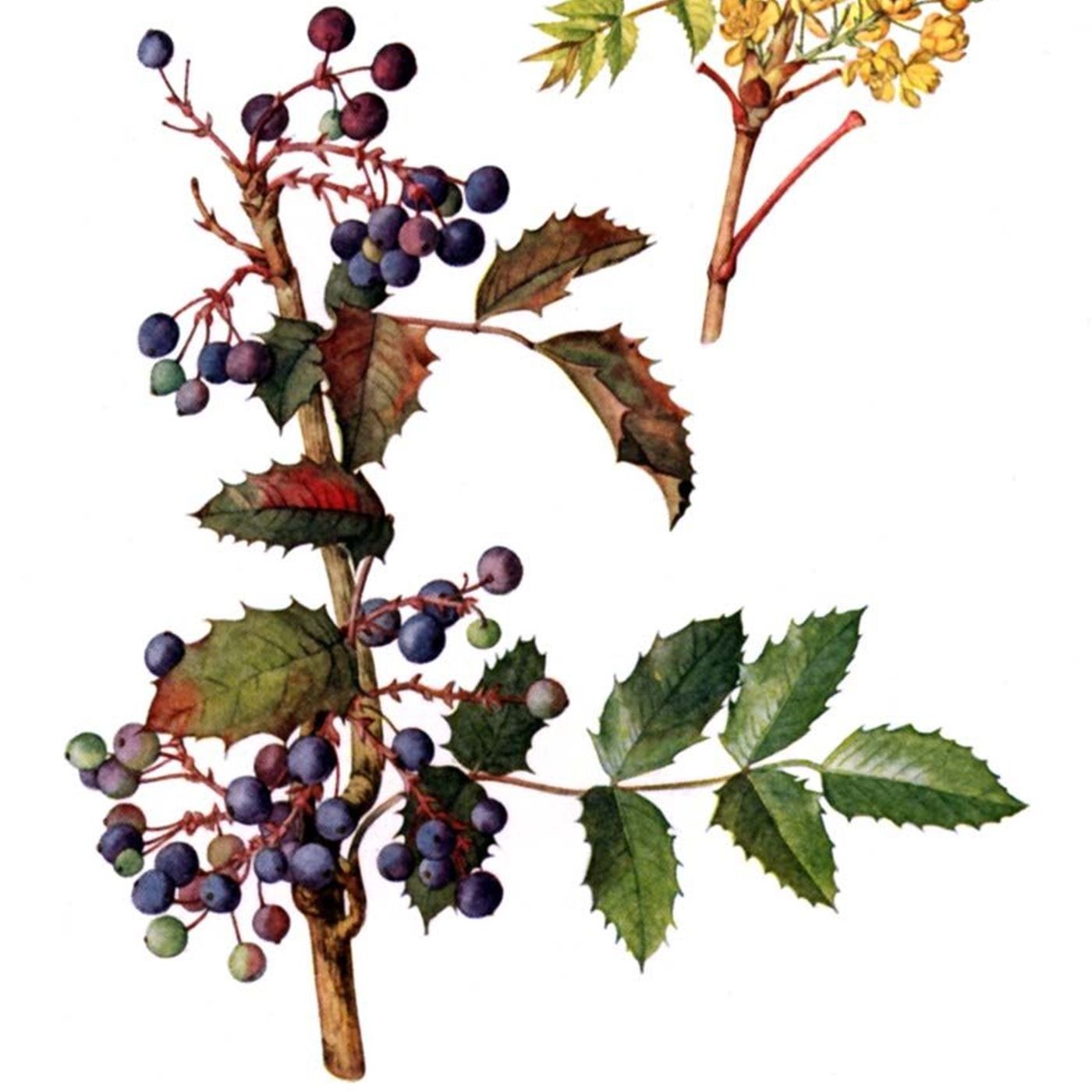 Southern Appalachian Herbs