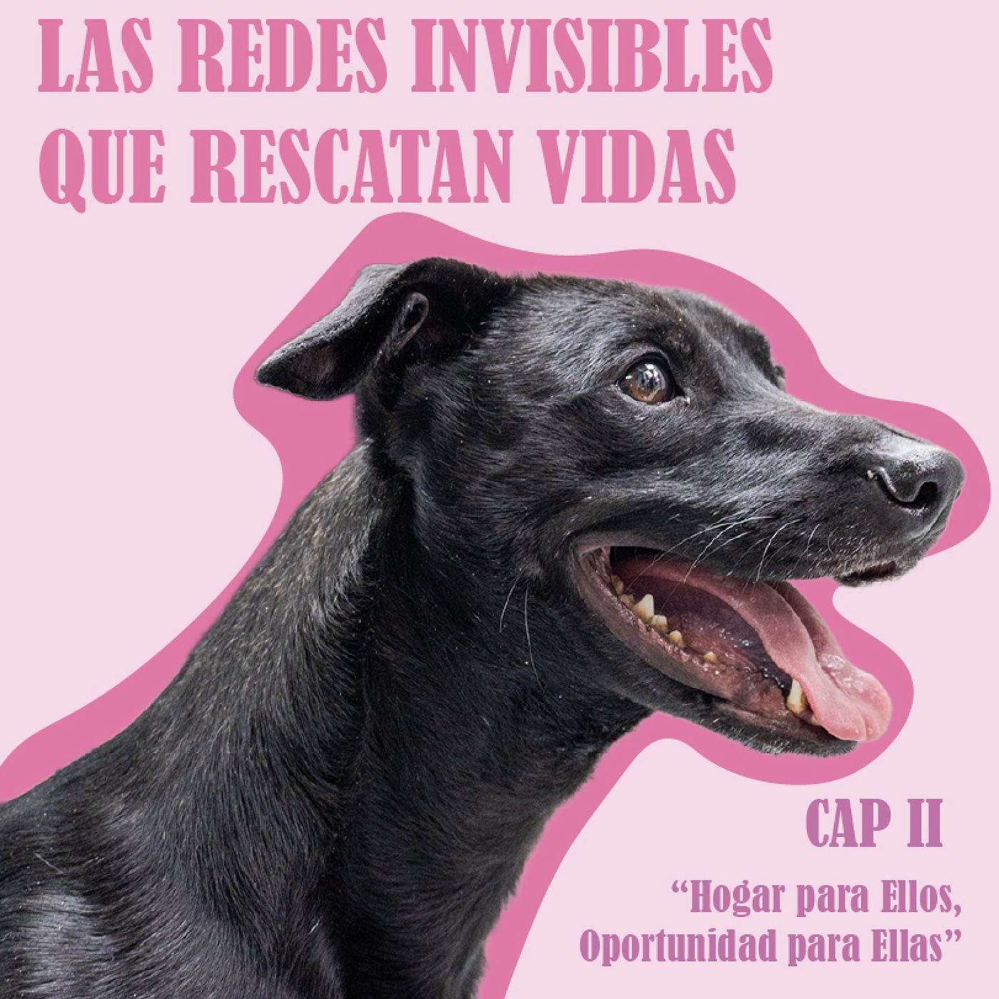 Portada de PODCAST CONEXIÓN EXTERNADO