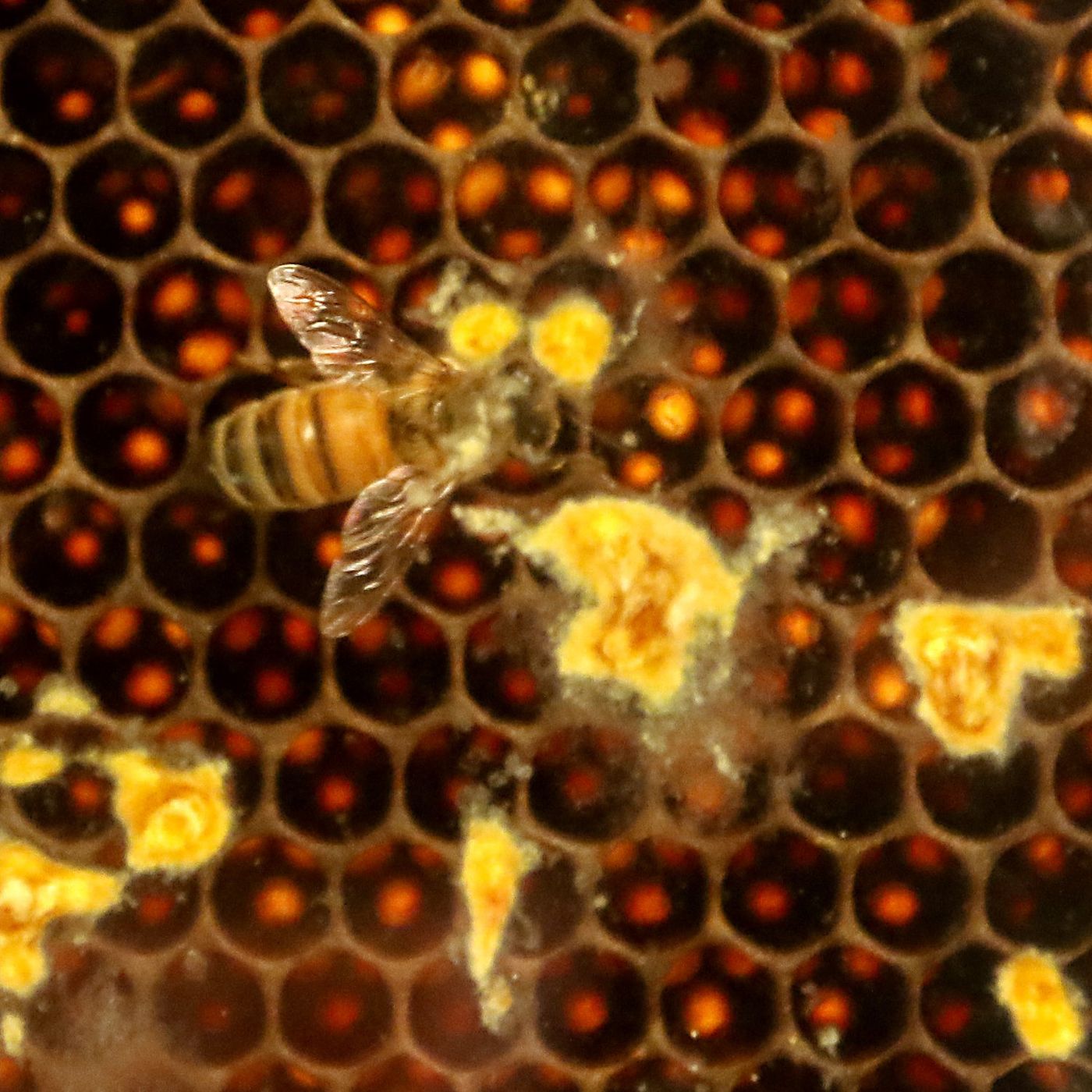 New Huntley beekeeping regulations, lower costs for hobbyists could be coming episode artwork