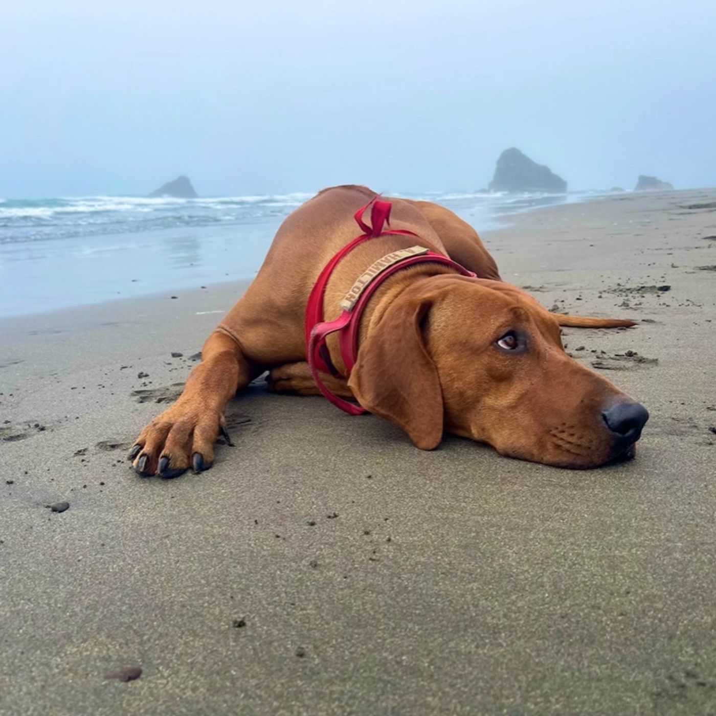 Batman Curry Alaska & Puppies - Heterogeneous Thoughts