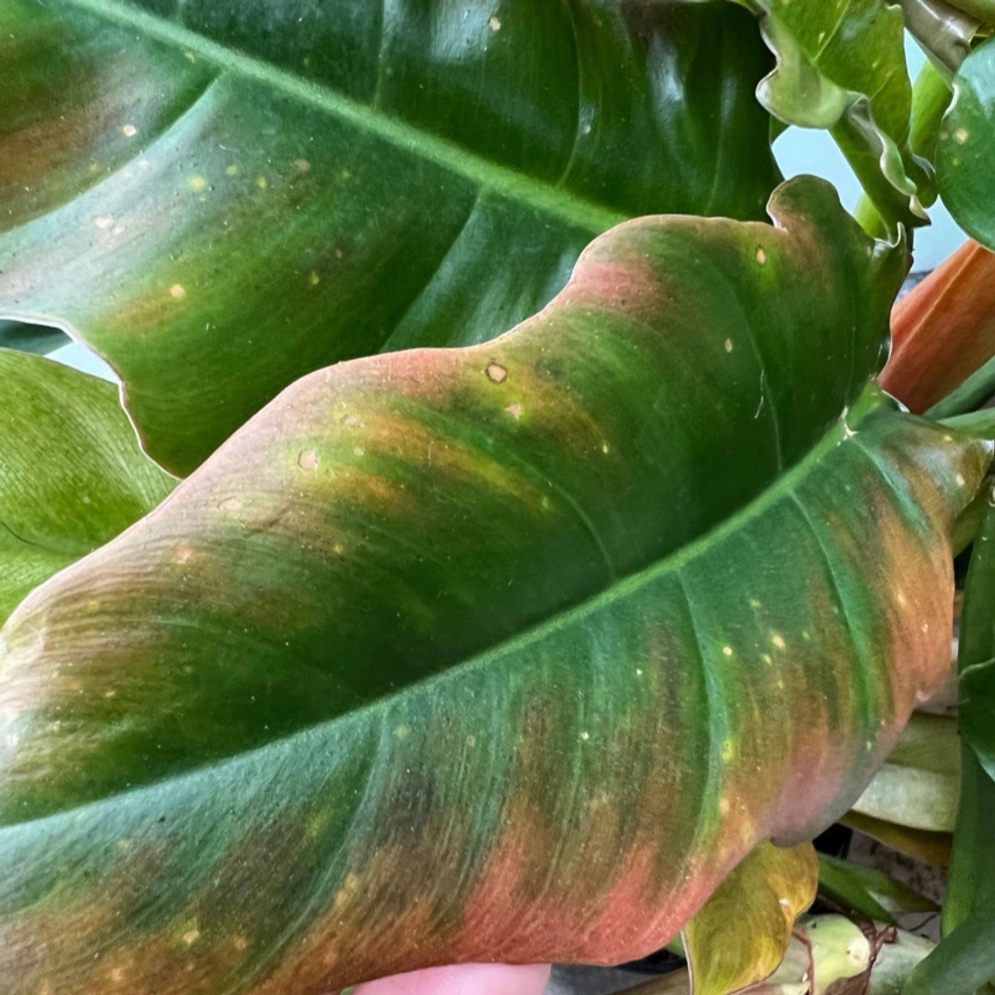 Episode 180 - Recognizing signs of pests and drought