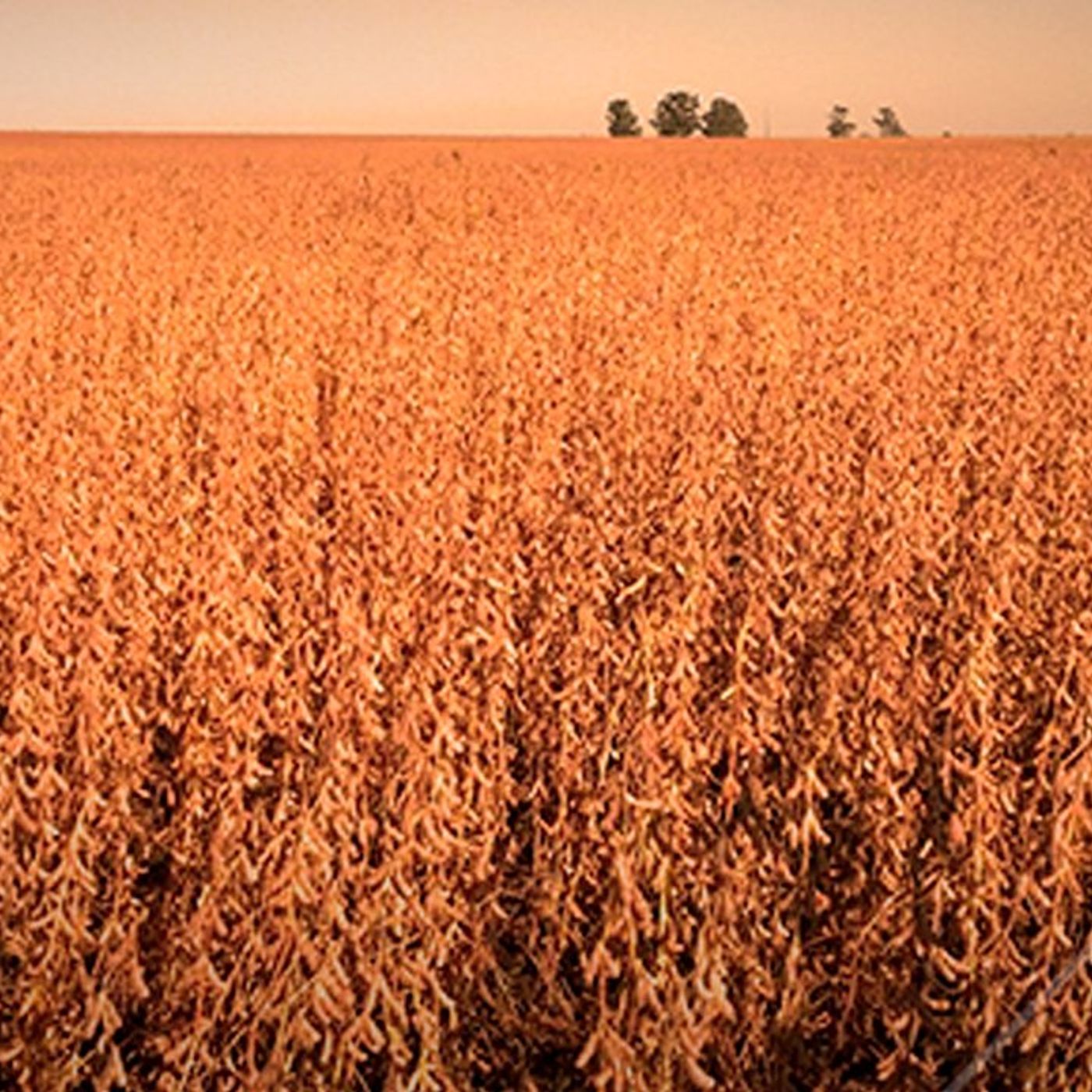 Notícias Agrícolas