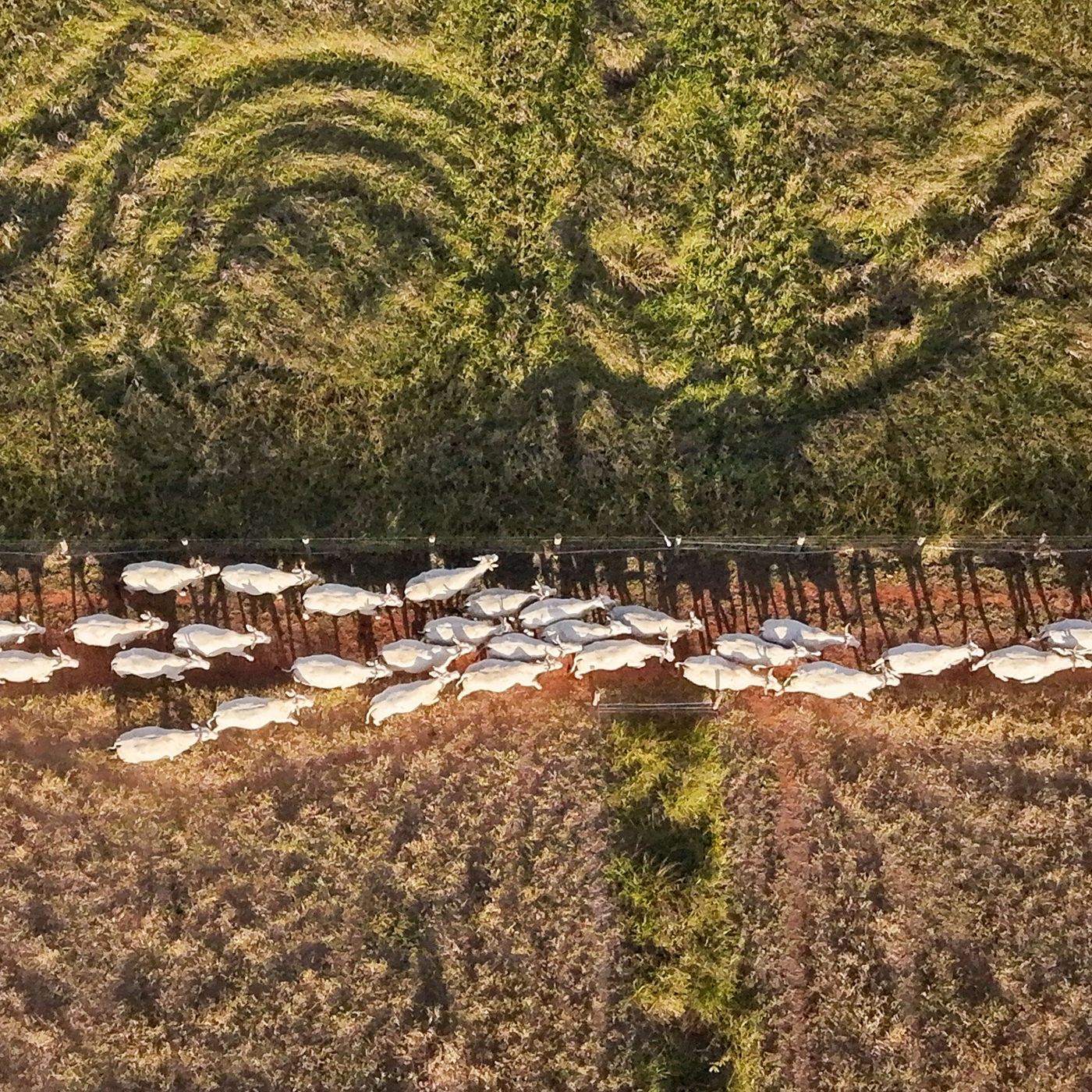 ONU premia projeto no Brasil como Iniciativa Pioneira da Restauração Mundial