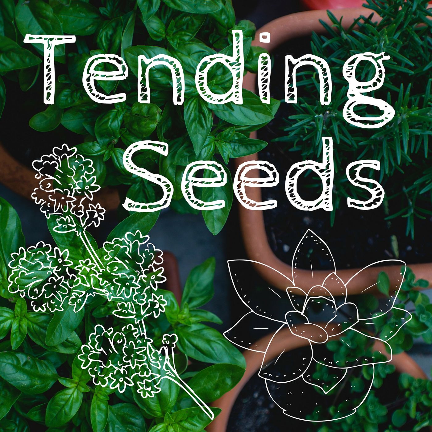 Tending Seeds: Adventures in Gardening
