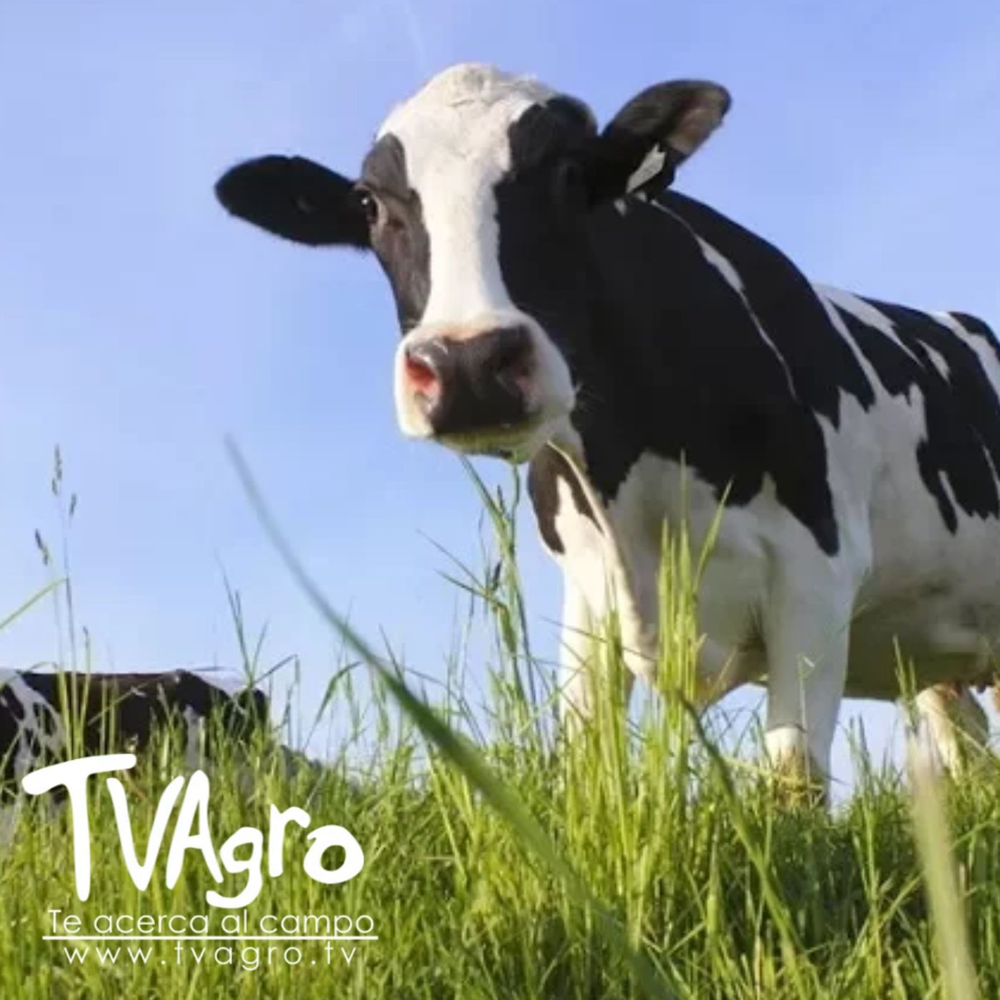 TV AGRO