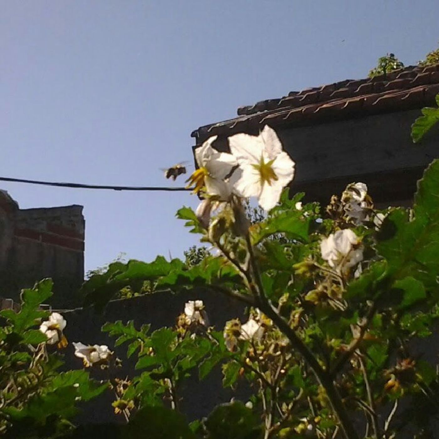 El podcast de BHATIAS