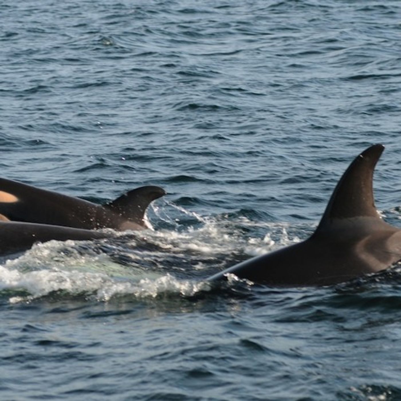 And Baby Makes 89 (Orcas in Puget Sound) episode artwork