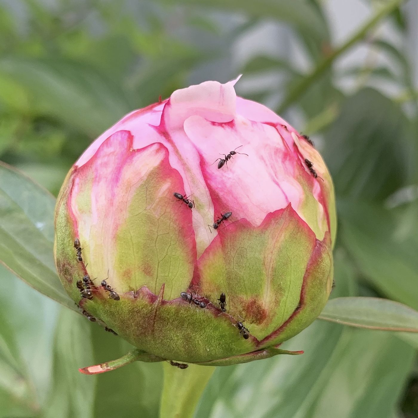 Down the Garden Path: Your peonies may have known your great-grandmother episode artwork