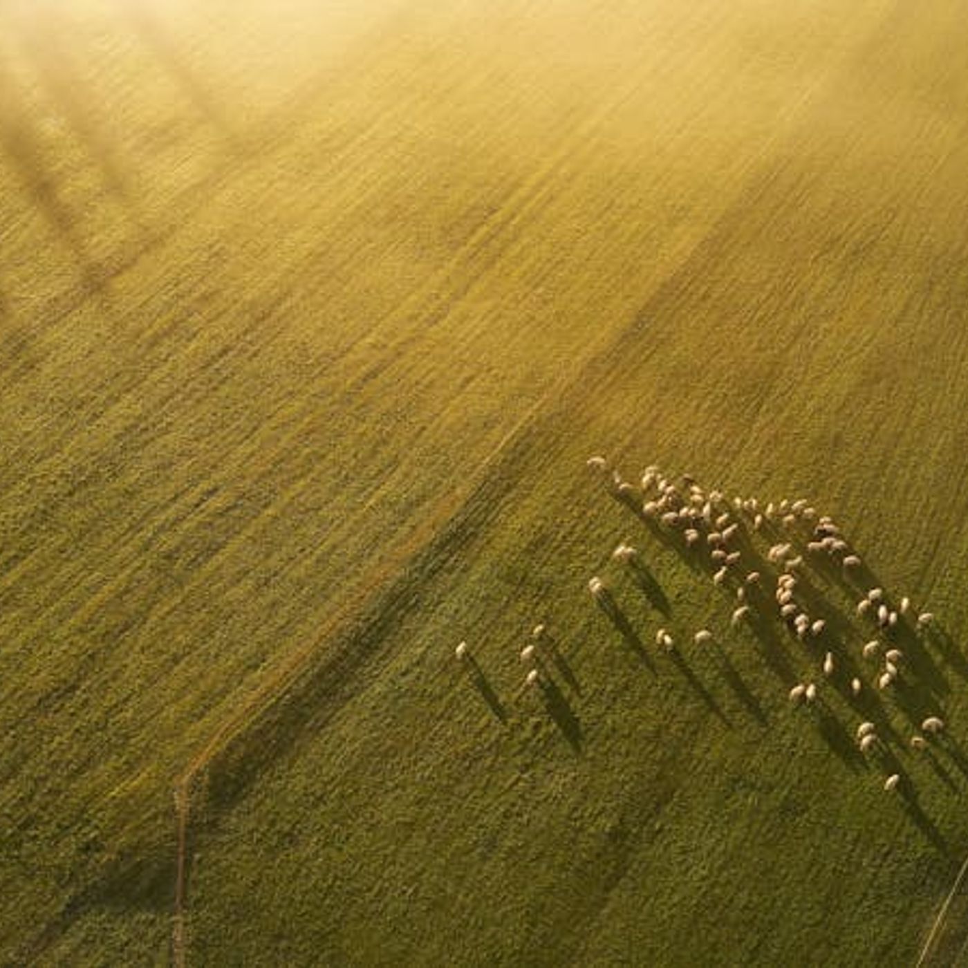 If God Pastors Me, Why Do I Need Pastors?