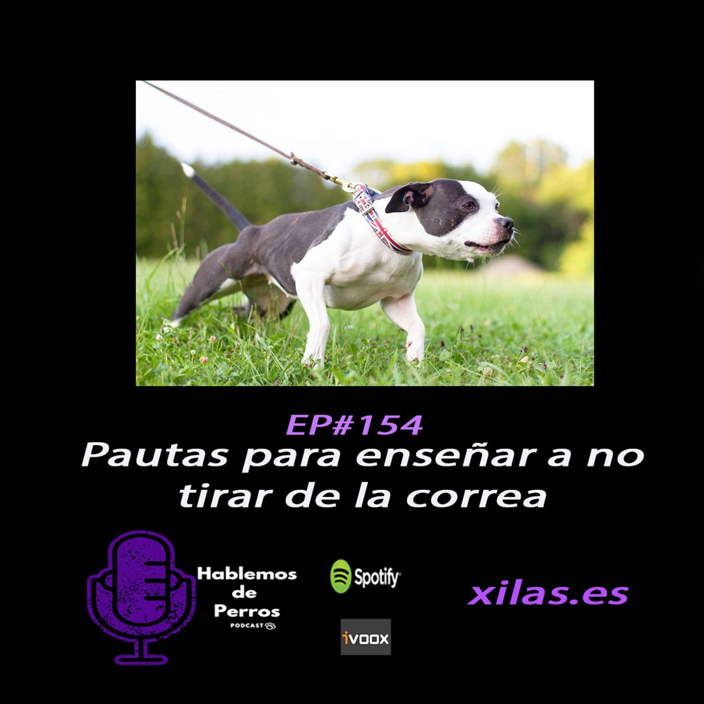 Hablemos de perros