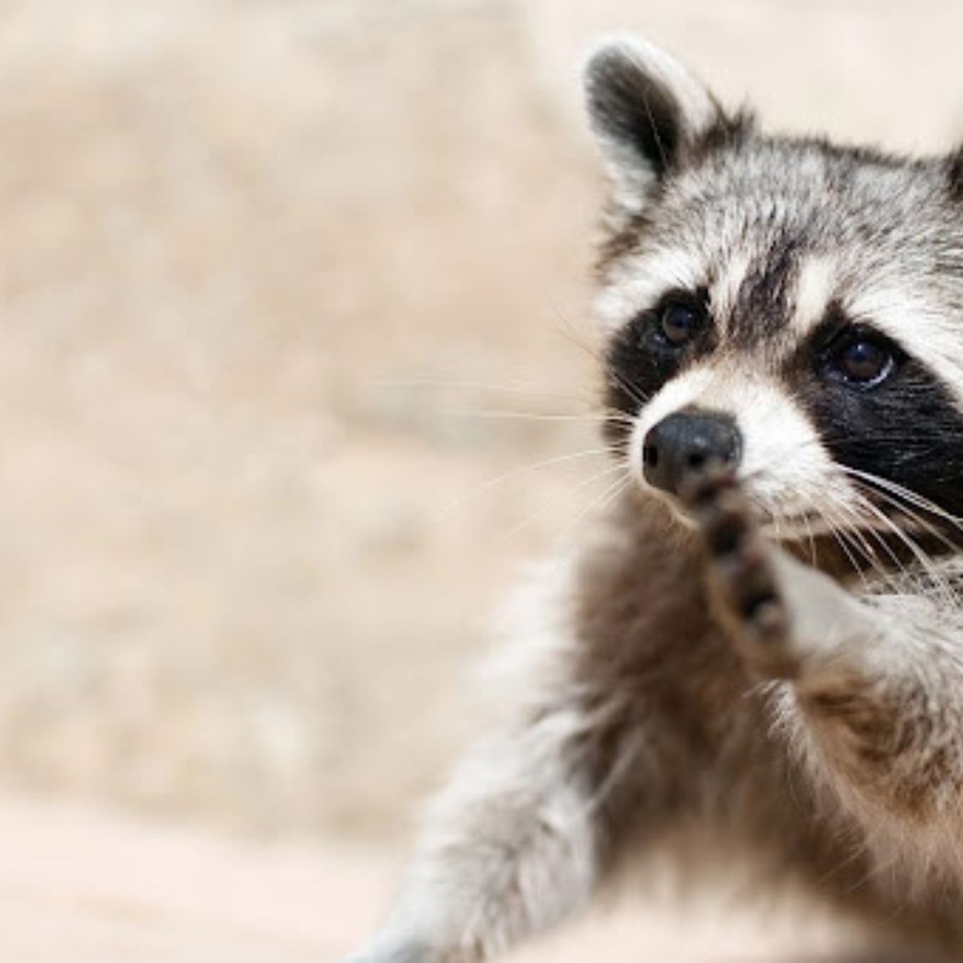 Professional Raccoon Removal in Houston Elite Wildlife Services Professional Raccoon Removal in Houston Elite Wildlife Services