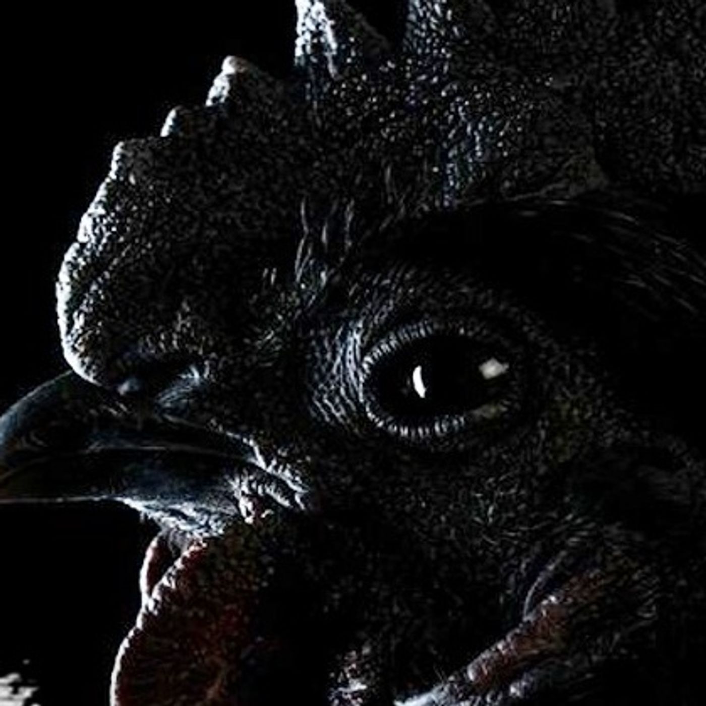 El Gallo Del Diablo Historias De Terror - REDE